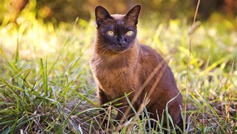 Burmese Cat Breed : Characteristics, History, and Grooming Tips