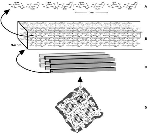 Internal structure of a cellulose microfibril: (A) a cellulose chain;... | Download Scientific ...