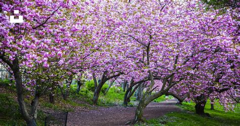 Pink cherry blossom tree on green grass field photo – Free Cherry blossom Image on Unsplash