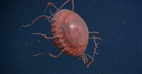 Scientists Capture Brand-New Deep-Sea Jellyfish Species on Camera | PetaPixel