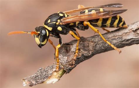 Denver Homeowners' Helpful Guide To Effective Wasp Control