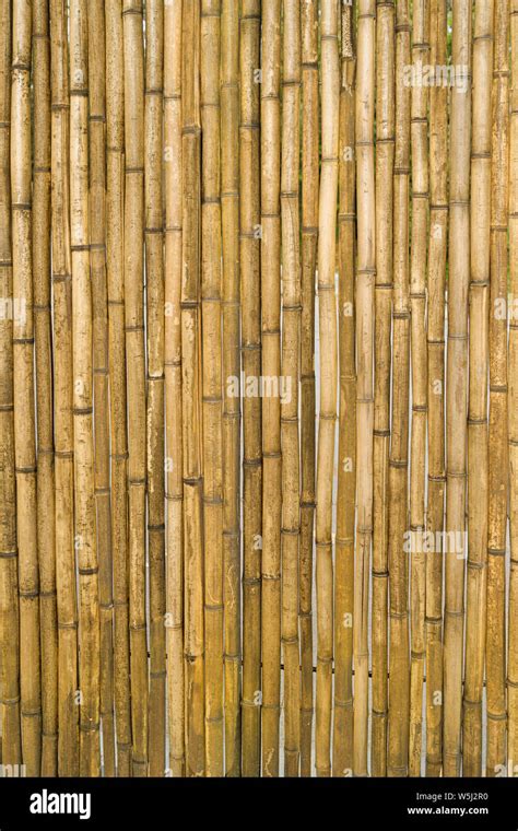 yellow bamboo wall background, traditional homemade fence Stock Photo - Alamy