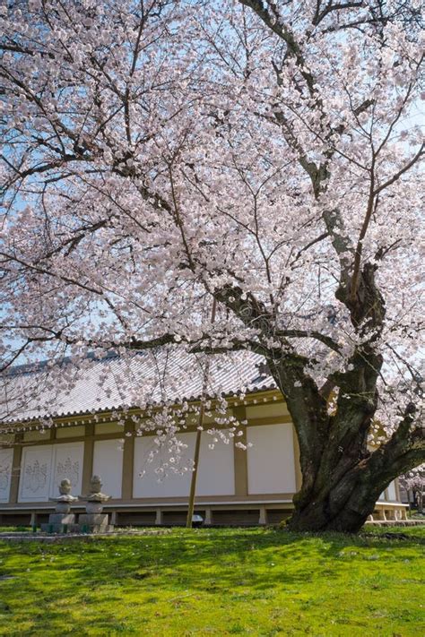 Cherry Blossom at Daigoji Temple Daigo-ji in Kyoto, Japan. Stock Image - Image of cherry ...