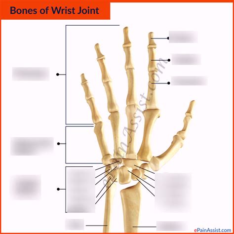 wrist and finger bones Diagram | Quizlet