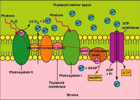 Electron Transport Chain Diagram Photosynthesis