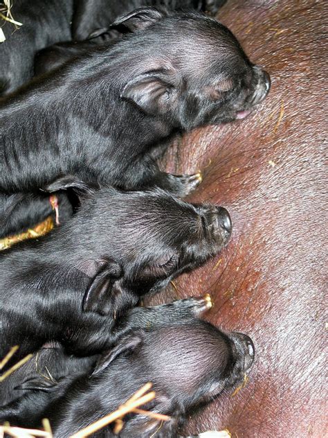 Losing Our Shirts, Keeping The Farm: Newborn Guinea Hog Piglets!