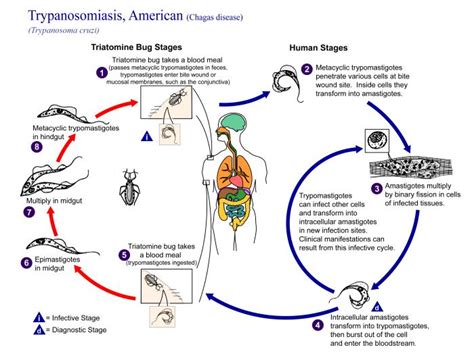 American trypanosomiasis at The Medical Dictionary