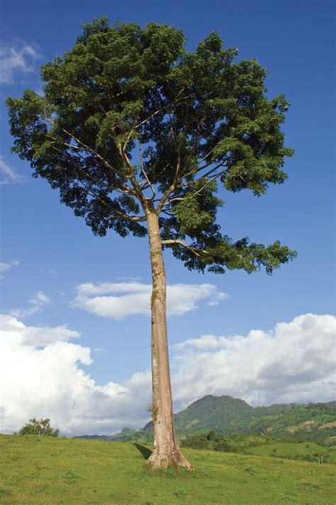 Kapok | Tree, Fiber, Pollination, Sustainable, & Facts | Britannica