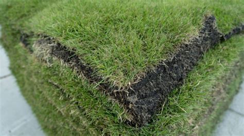 The Best Grass for Shade in Florida | Sod University | Sod Solutions