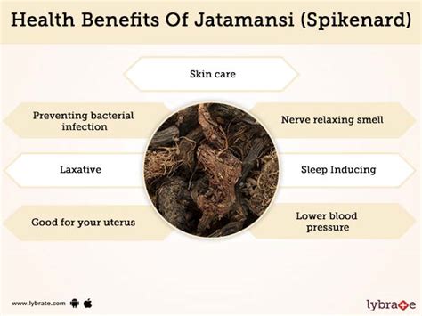 Jatamansi (Spikenard) Benefits And Its Side Effects | Lybrate