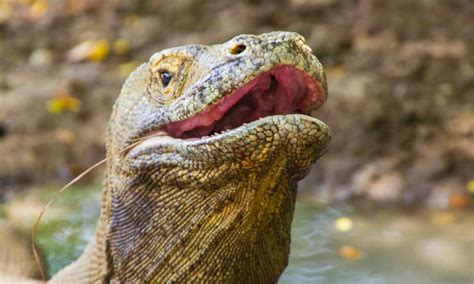 Do Lizards Bite? (And Which Lizards Are Most Dangerous!) - A-Z Animals