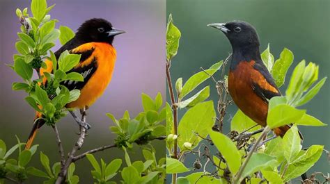 Orchard Oriole vs Baltimore Oriole: Top 6 Differences - Bird Guidance