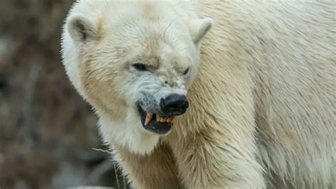 How Strong is a Polar Bear - An In-Depth Look at the Strengths and Abilities of the Arctic Giant ...