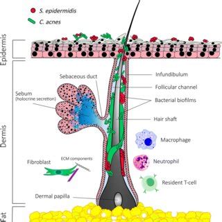 Skin organization and representation of the pilosebaceous unit. Major... | Download Scientific ...