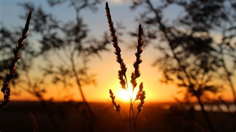 Nature, Grass, Sunset, Sun