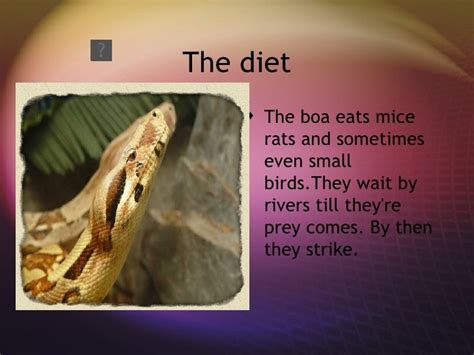 Boa constrictor