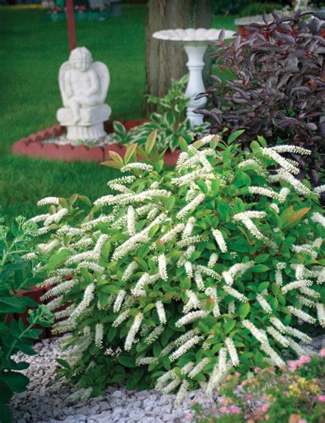 Itea - A Guide for Growing Sweetspire | Garden Design