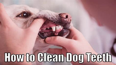 How to Clean Dog Teeth Without Anesthesia