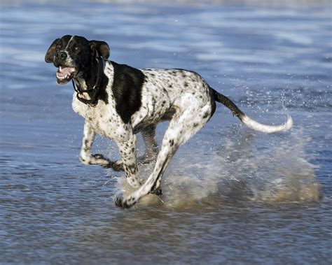 ALL BREEDS DOGS: English Pointer dog