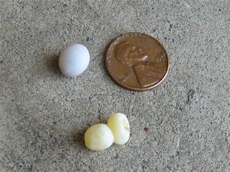 Mediterranean Gecko – Eggs – DFW Urban Wildlife