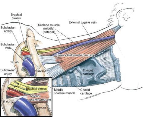 Supraclavicular block - Clinical Tree