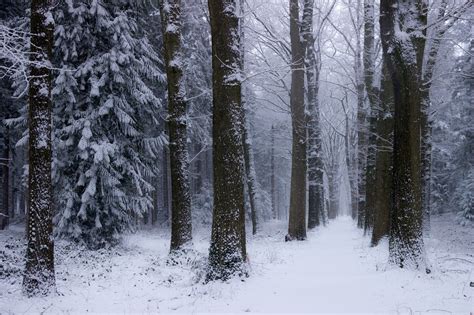 nature, Landscape, Winter, Forest, Netherlands, Snow, Trees, Cold Wallpapers HD / Desktop and ...