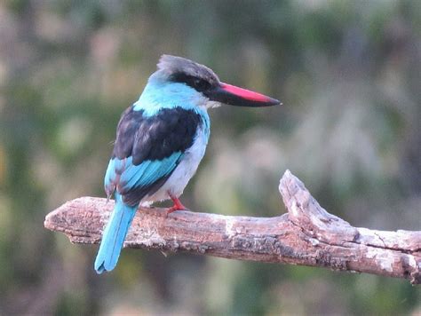 Birding in Queen Elizabeth National Park | Queen Elizabeth National Park