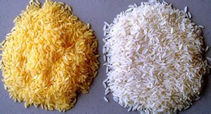 Genetically Modified Crops: The Golden Rice - THPSC