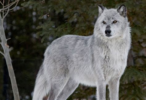 Attend a Community Hearing for Gray Wolves | Brave New Wild | WildEarth ...