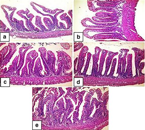 a Intestine of African catfish (control) showing normal villar ...