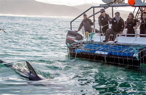 Great White Shark Cage Diving and Whale Watching Tour near Gansbaai