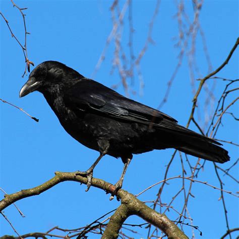 Poultry Predator: Crow