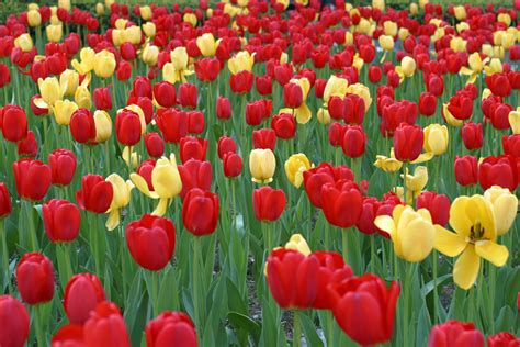 File:Tulips On Park Ave.JPG - Wikimedia Commons