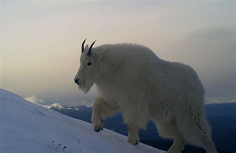 Gallery of photos and videos about mountain goats