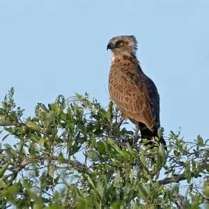 Brown snake eagle - Facts, Diet, Habitat & Pictures on Animalia.bio