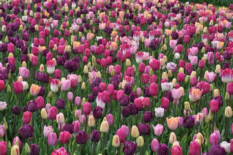 Rainbow tulips garden stock image. Image of garden, muscari - 246050781