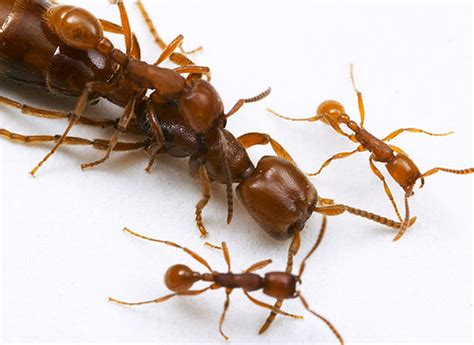 Army Ant Queen | ScienceBlogs