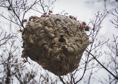 Premium Photo | Low angle view of hornets nest on tree