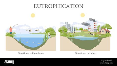 Water eutrophication and its effects Stock Photo - Alamy