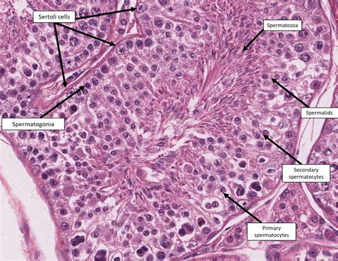 Spermatozoa Histology