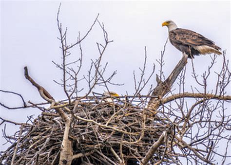 Nature Photo of the Week - Pair of Bald Eagles Nesting by Cam Powell - Blue Mountain Watershed Trust