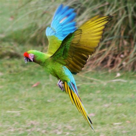 Macaw parrot in flight | Australian parrots, Tropical birds, Pet birds