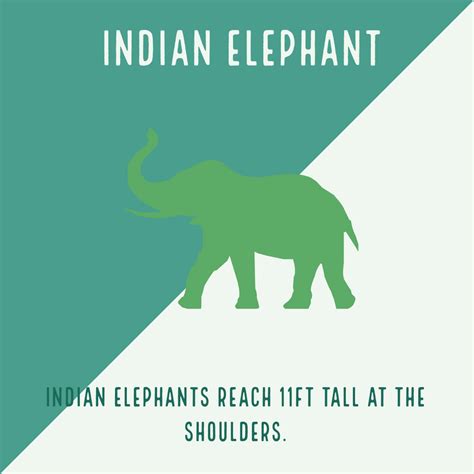 Indian Elephant Fact Sheet - C.S.W.D