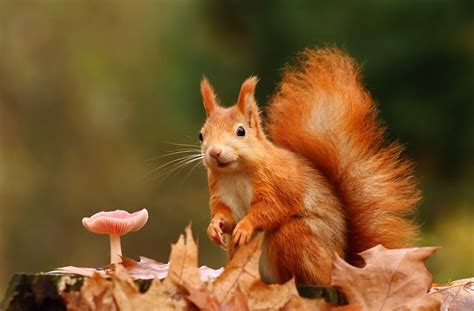 128 Animals Enjoying The Magic Of Autumn | Bored Panda