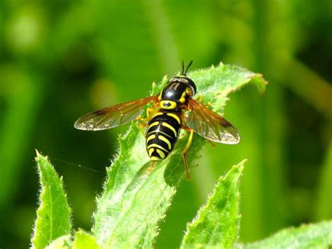 BugBlog: A beautiful wasp-mimic hoverfly