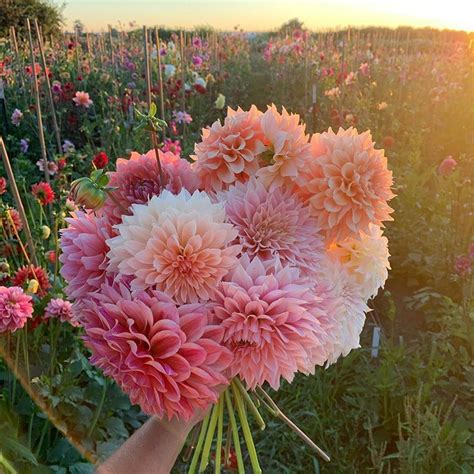 Floret Flower • @floretflower on Instagram: "A beautiful end to the day ...