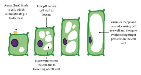 Vacuole - Definition and Examples - Biology Online Dictionary