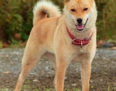 Hokkaido Dog Info, Temperament, Puppies, Pictures