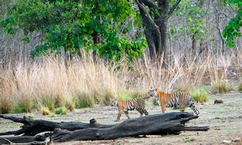 Nagzira Wildlife Sanctuary Nagpur - Ticket Price, Timings, History ...