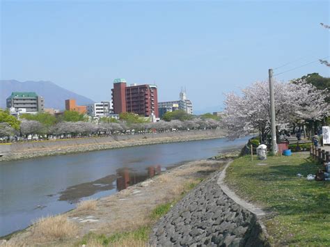 Kagoshima with pictures: Cherry Blossom season in Kagoshima